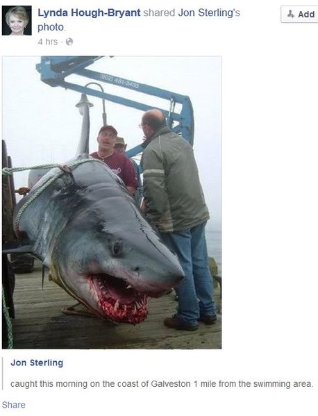 Shark.jpg