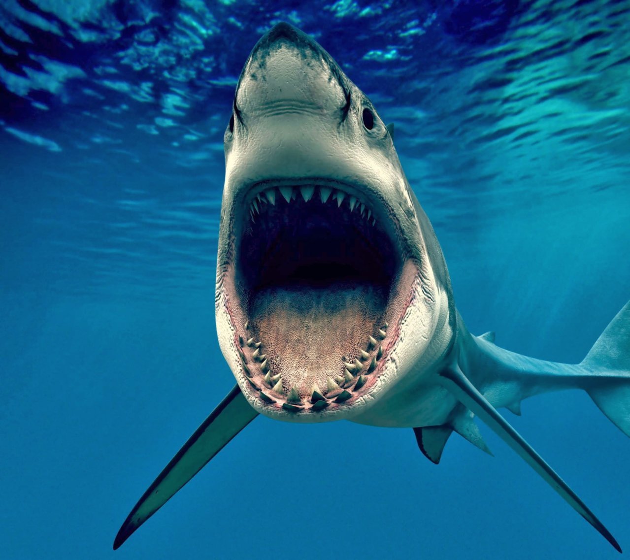 Shark-wallpaper-10057881.jpg