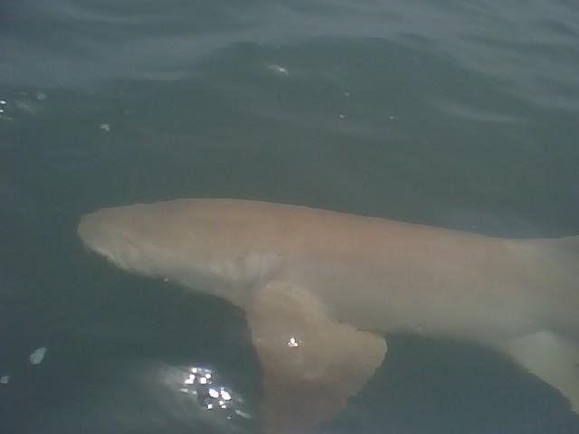 SHARK2_91a3c5f5a723fbaee8cc9c9cc79d9ebbb7419880.jpg