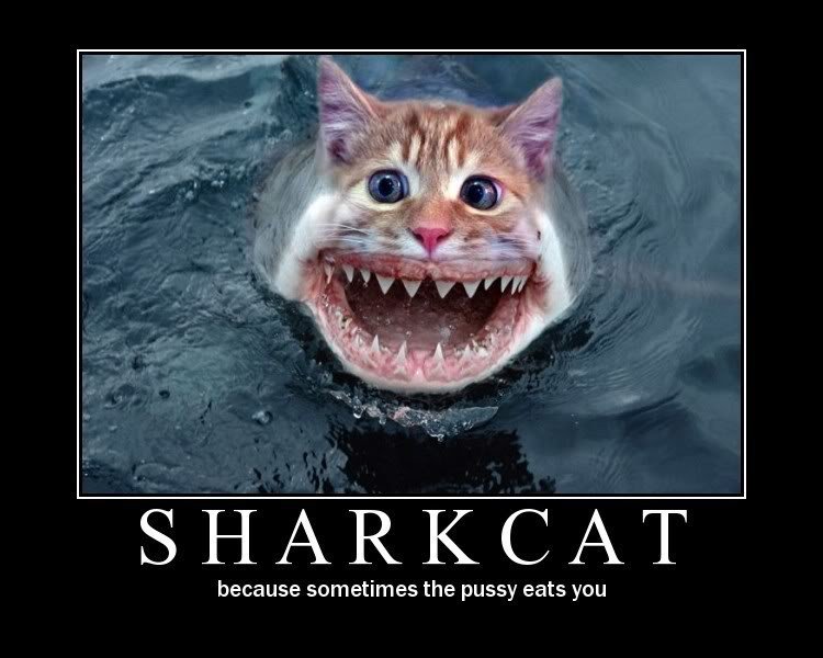 Sharkcat_76f8ab3e73a8ed146867e4c17ec7f8c8b62dcb6c.jpg