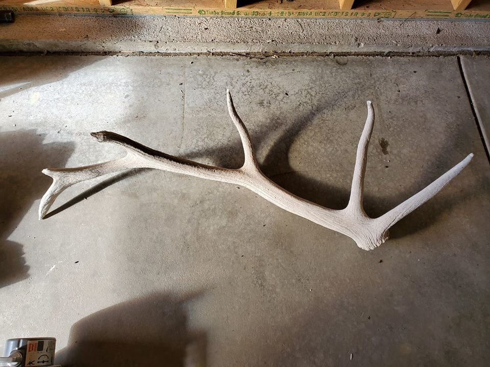 Shed.jpg