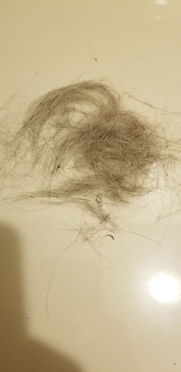 Shedding 2.jpg