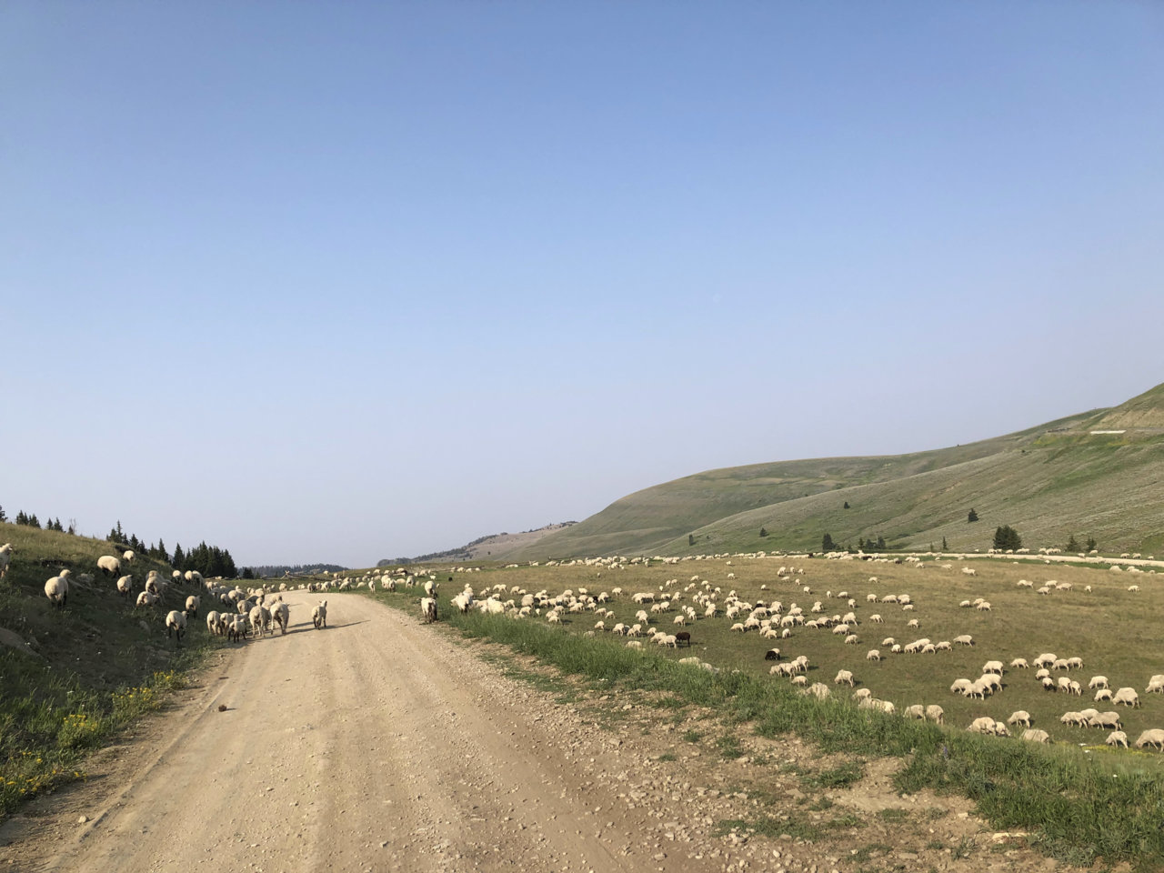 Sheep 2.HEIC.jpg
