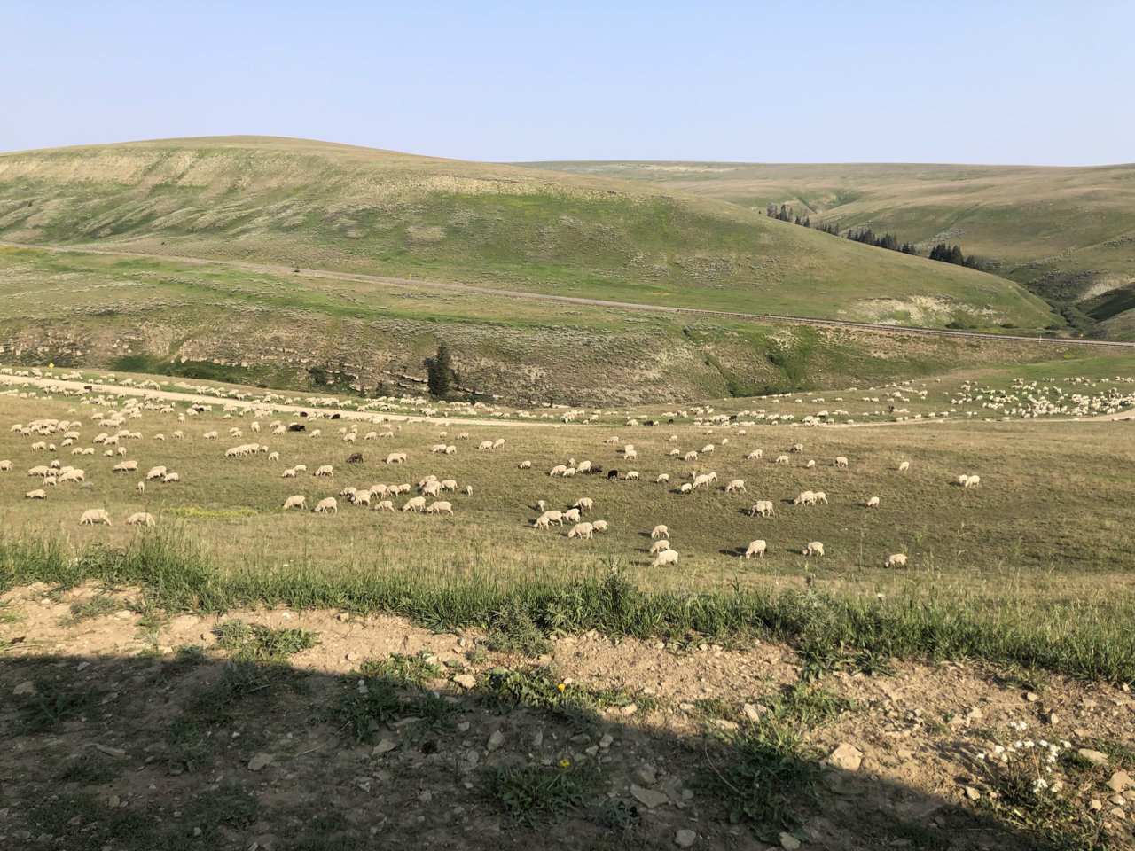Sheep 3.HEIC.jpg