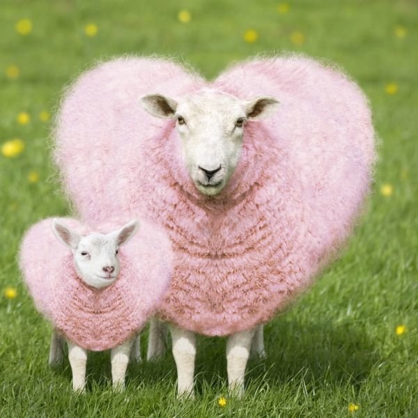 sheep-ewe-pink-heart-shaped-wool-young-blue-13828883.jpg