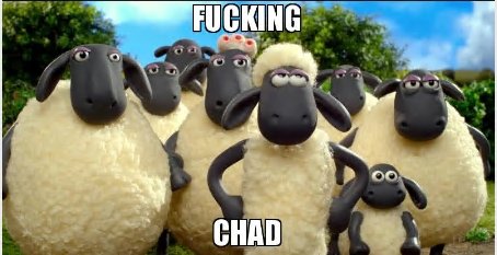 sheep.jpg