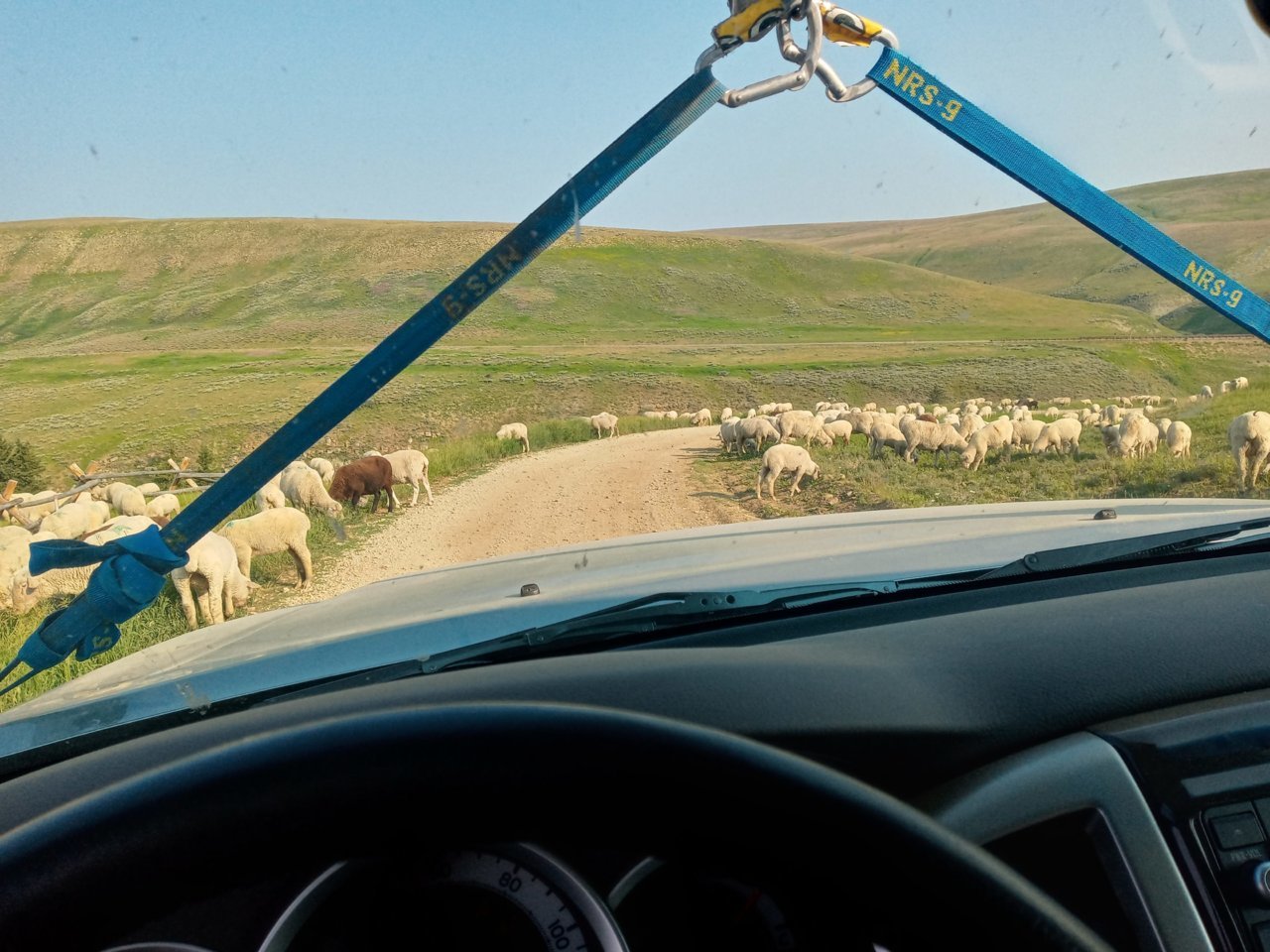Sheep.jpg