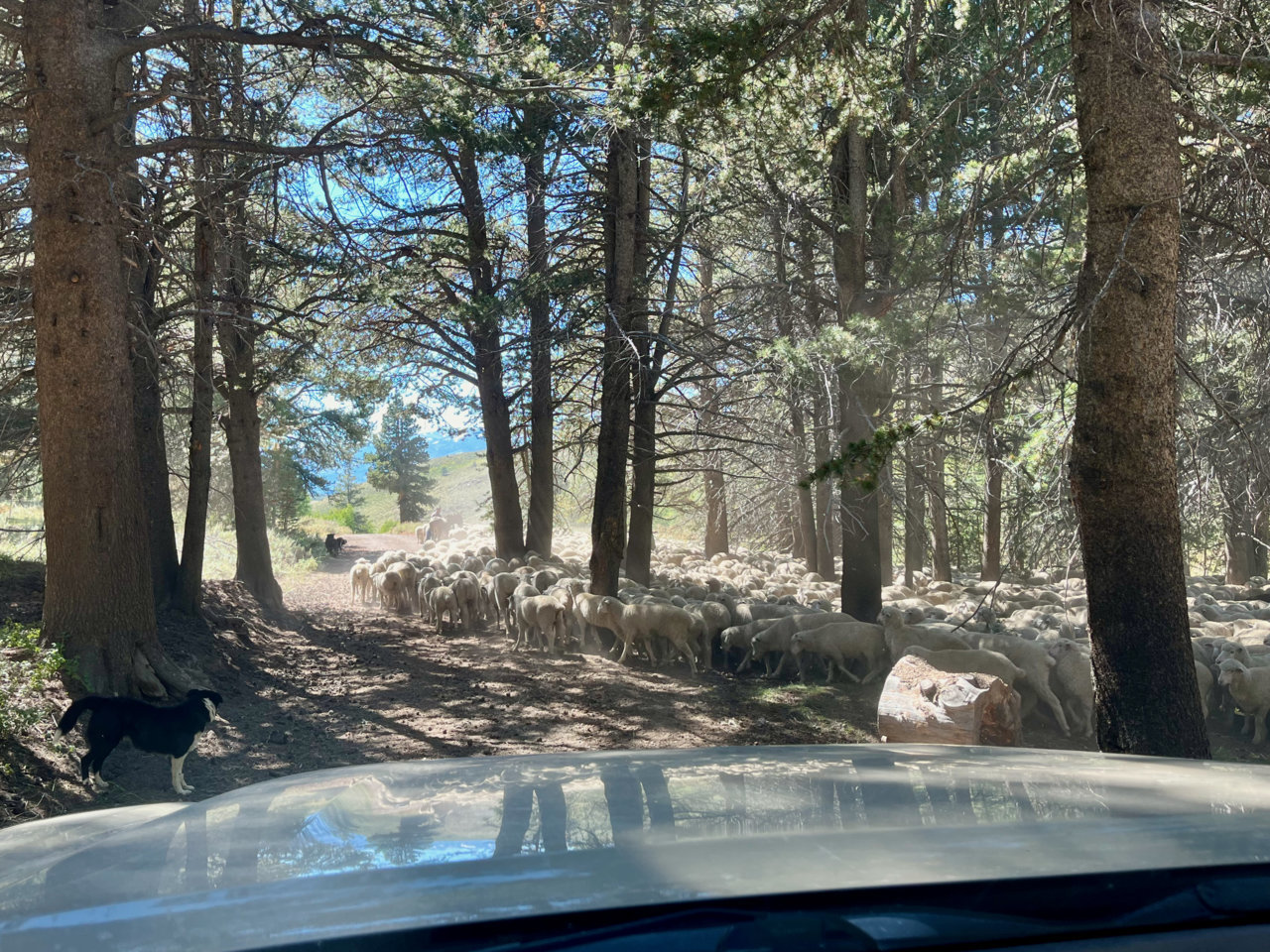 Sheep.jpg