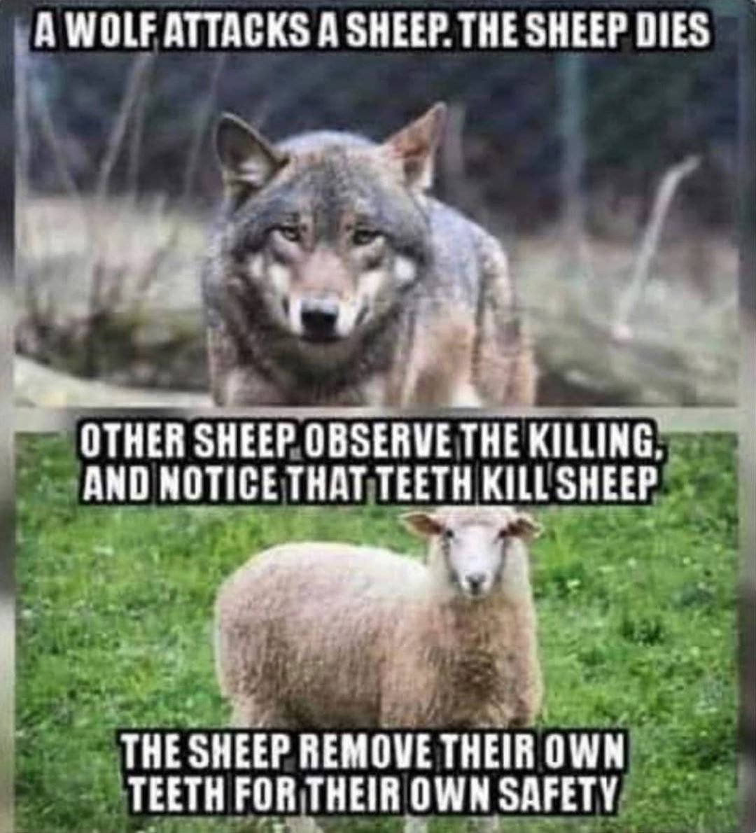 SHEEP.jpg