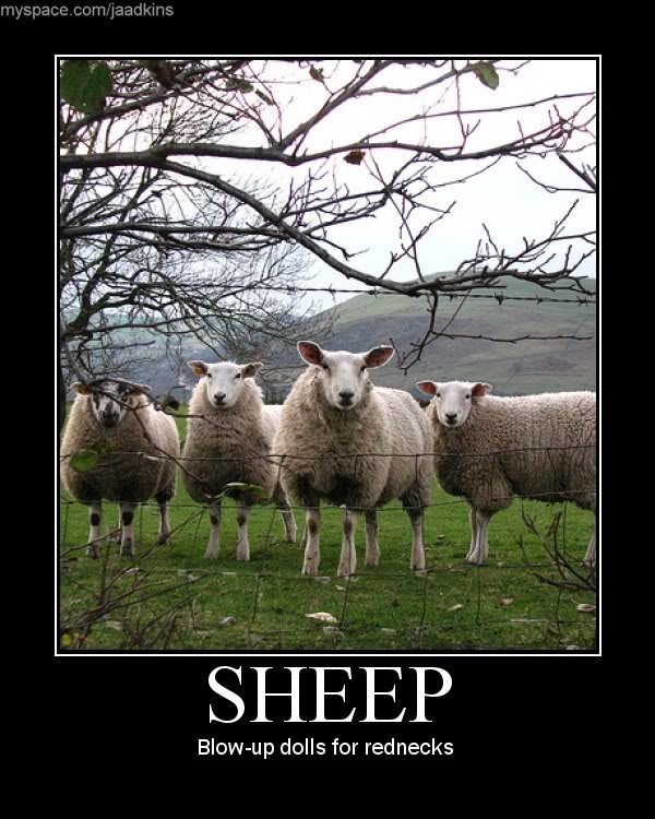 sheep_a8417107efd4d3e2b9f34a14597d0dac2370c87b.jpg