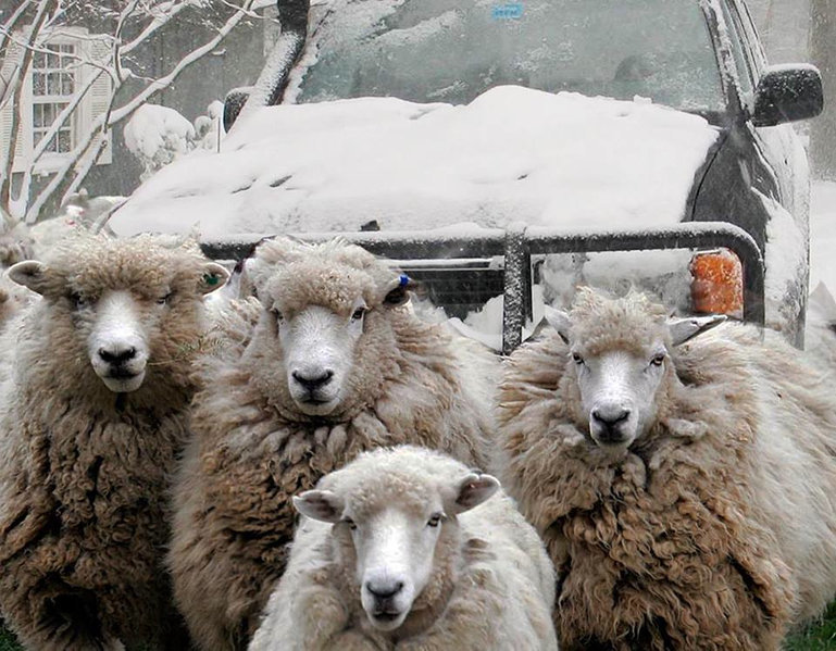Sheepie.jpg
