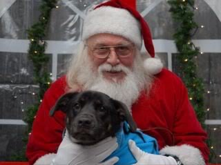 ShepMix_19cb38aa524933555a31c0a6c1d35287f41e4091.jpg