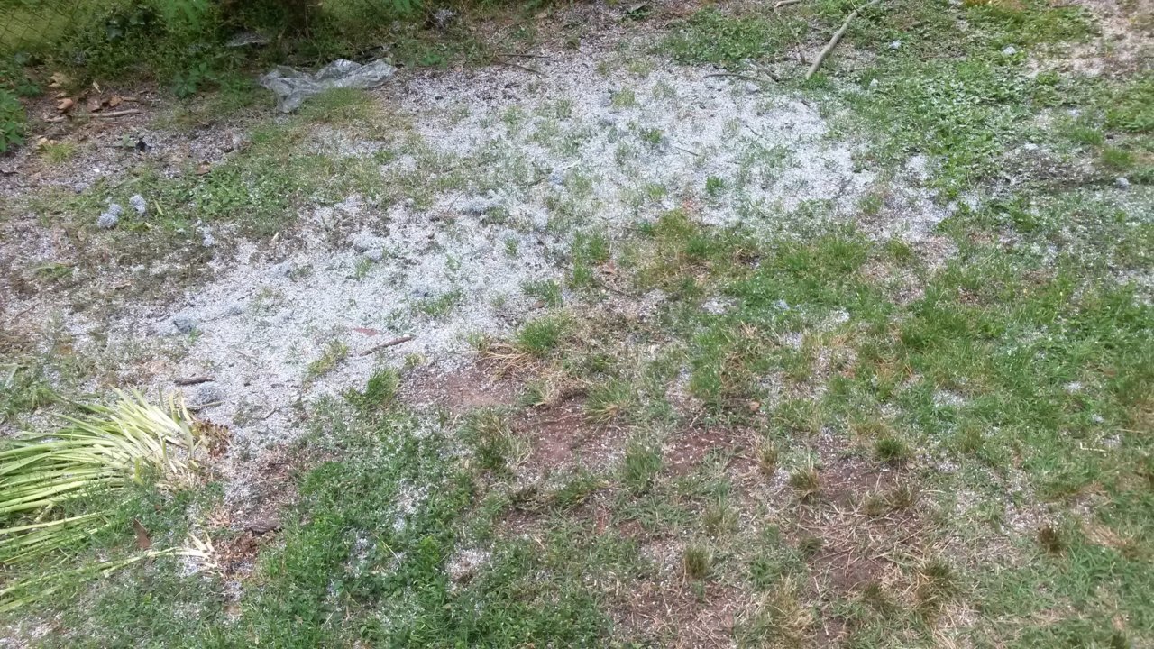 shiny yard.jpg