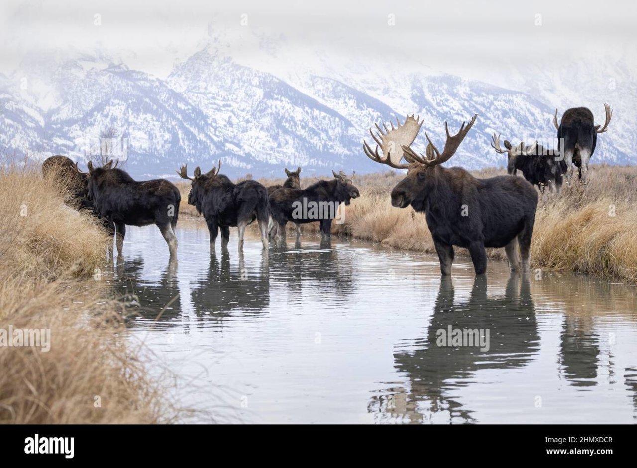 shiras-moose-alces-alces-grand-teton-national-park-wyoming-2HMXDCR.jpg