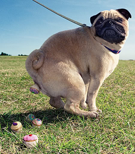 shit_dog_05d711f8679f27fb1e88928ea038d35a958dfe87.jpg