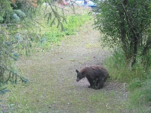 shitinthewoods_98cab71407ecf3e41e9bdfa41b9701a606b81d16.jpg