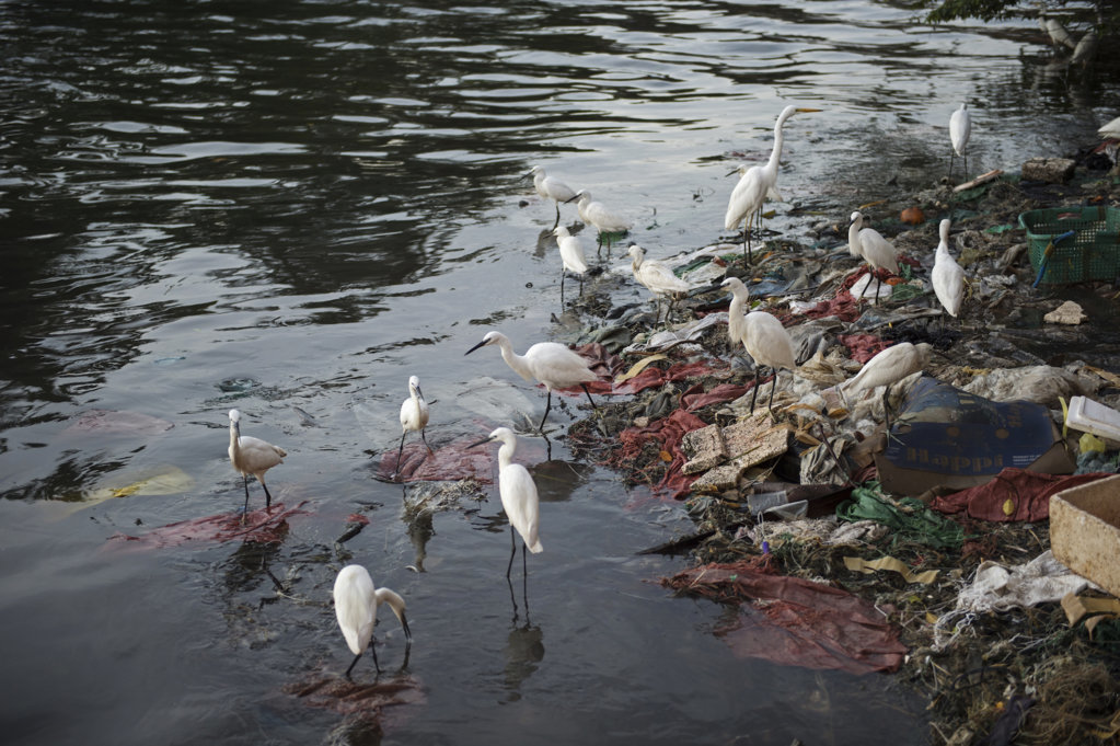 shorebird-in-polluted-water.jpg