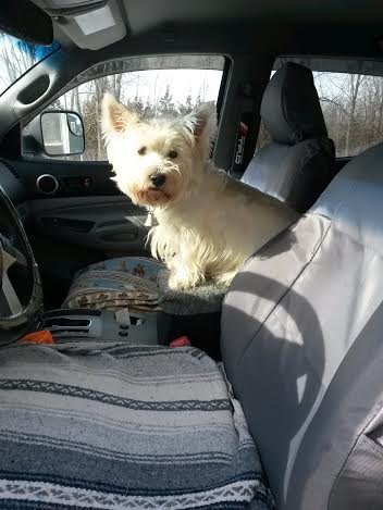shotgun%20maisy_2_zpsho6whz7y_38a476c07780862c0a50f6c81415760e54baeff2.jpg