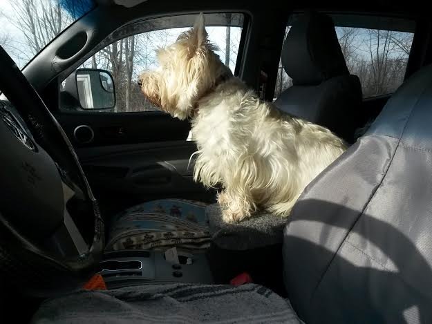 shotgun%20maisy_zpscham3std_144733a81a59ab021d8839feb881b5e4525f3234.jpg