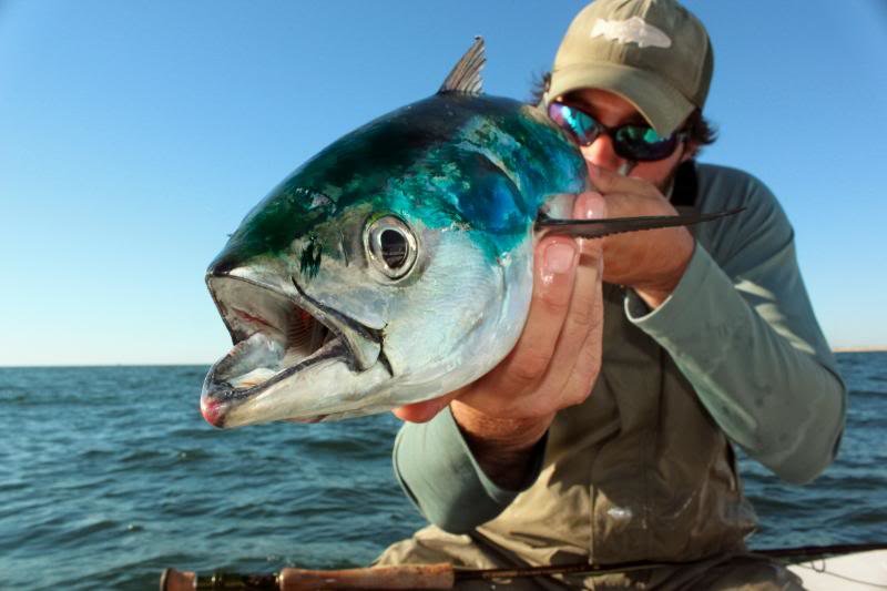 shotgunalbie_1b8625754b3494817a071e1d9b51ce4031f3253f.jpg