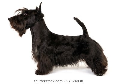 show-champion-scottish-terrier-stack-260nw-57324838.jpg