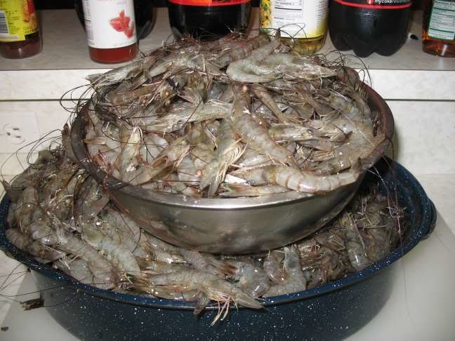 shrimp002_4b40ded530ec4caa4b4f6864f86dd6940f46f989.jpg