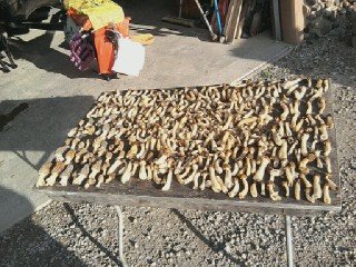 shrooms2.jpg