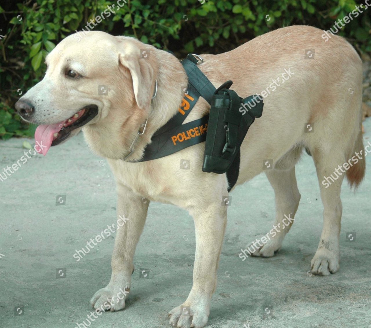 Shutterstock_2166232c.jpg