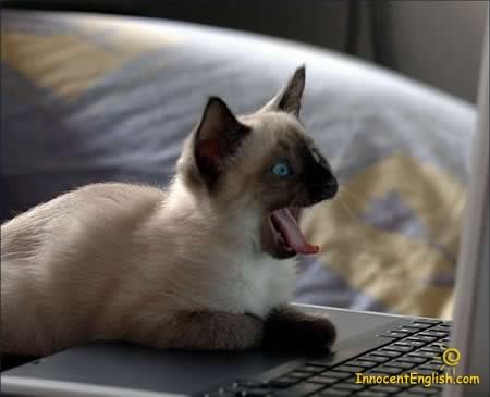 siamese-cat-online-img115_35004ec61ce5637d704d77b15afbd3d5bef65e0d.jpg