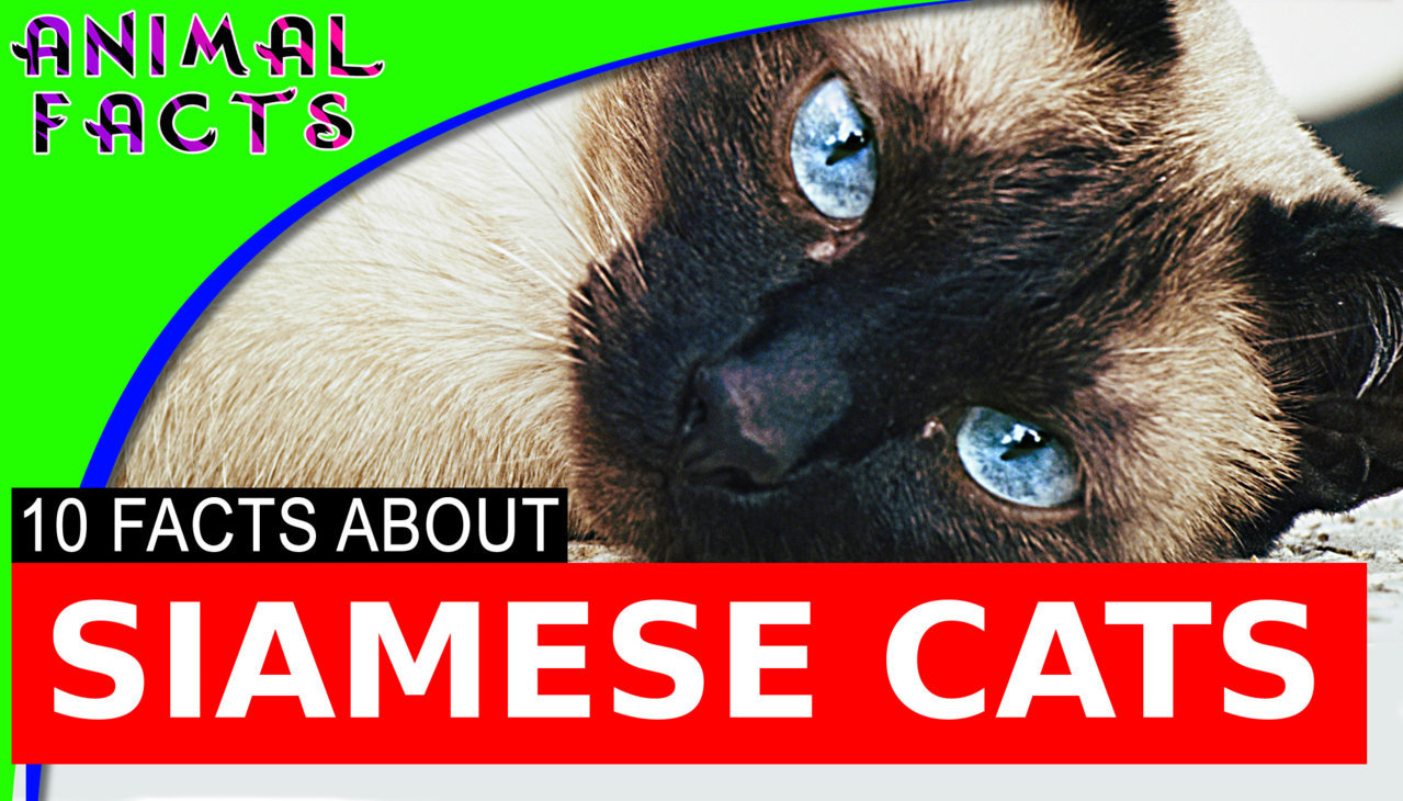 siamese.jpg