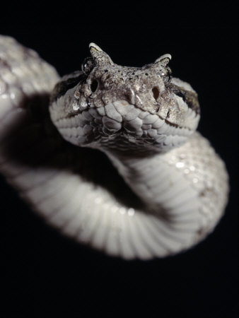sidewinder.jpg