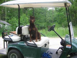 Sierragolfcart_04ff61508159cc5d1644581cc3353f180f5574ec.jpg