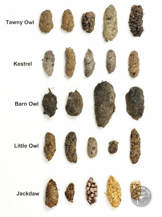 signs_pellets-variety-birds.jpg