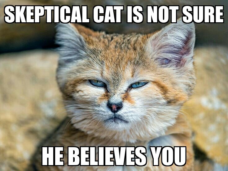 skeptical cat.jpg