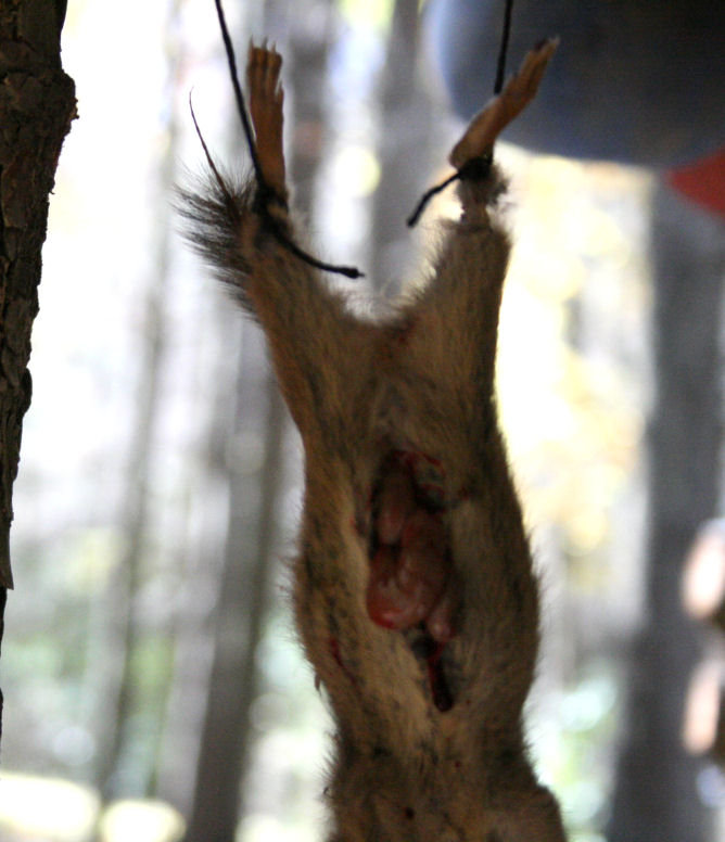 skinning CHIPMUNK 010.jpg