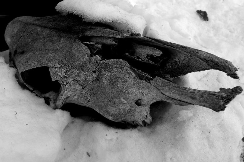 Skull 2 HDR.jpg