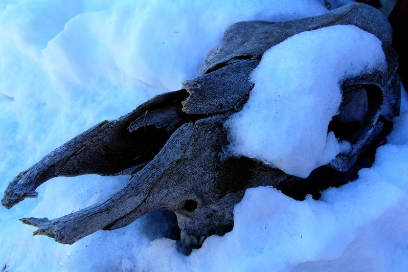 Skull HDR.jpg