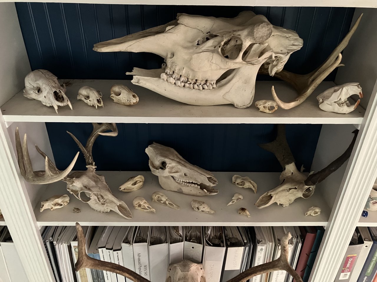 skulls.jpg