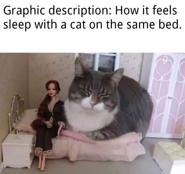 sleeping-with-a-cat.jpg