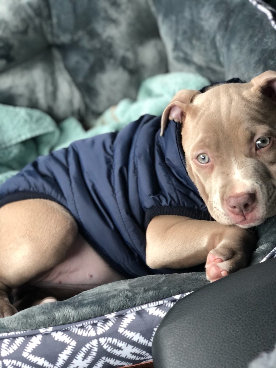 sleepy pup.jpg
