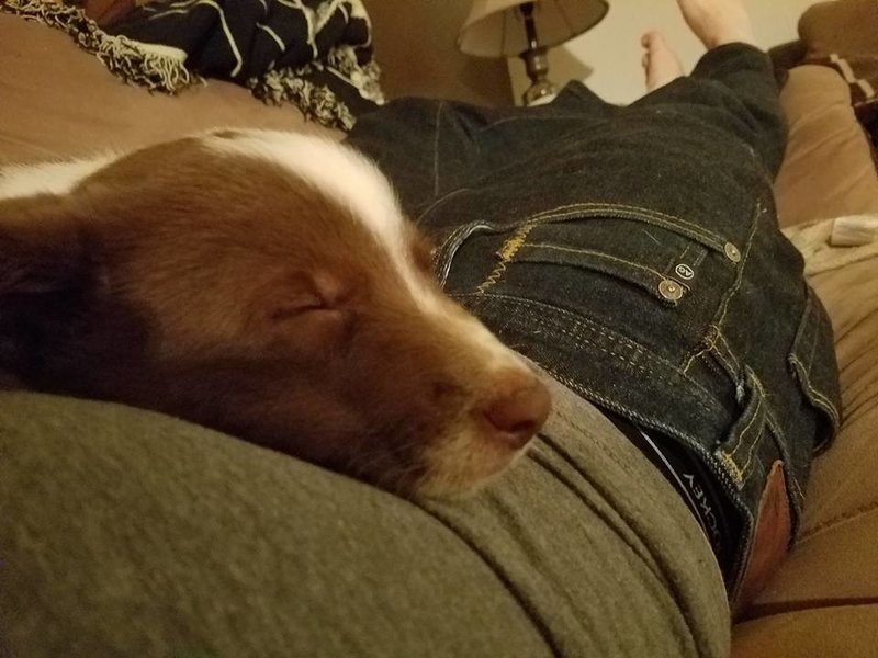 Sleepy puppy.jpg