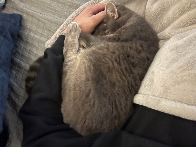 SLEEPY_PIA.jpg