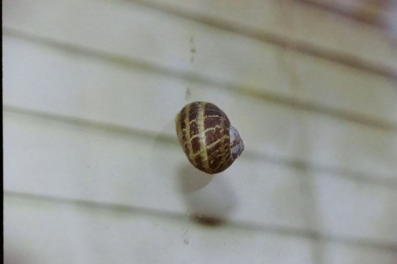 slrsnail_6f714489c4f68f1fec441baf846c329f343cbb41.jpg