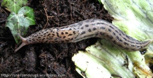 Slug.jpg