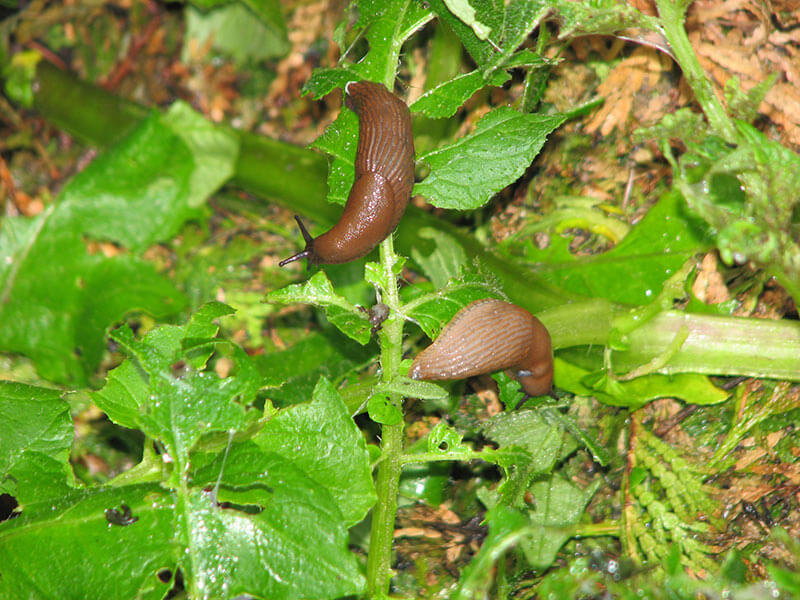 Slug.jpg