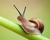 slug.jpg