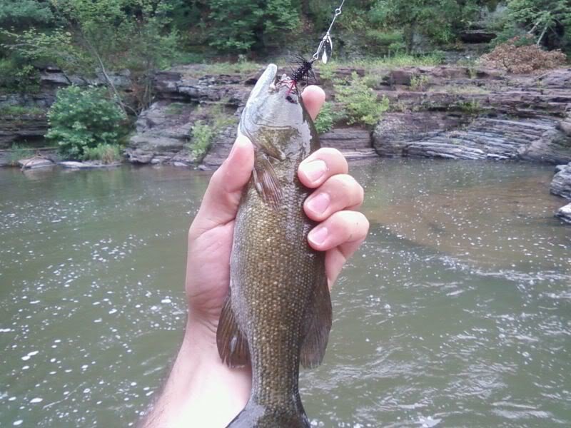 Smallbassfromstream_ee8e4355fe1d2865037e72ea156b4fb4c76813ea.jpg