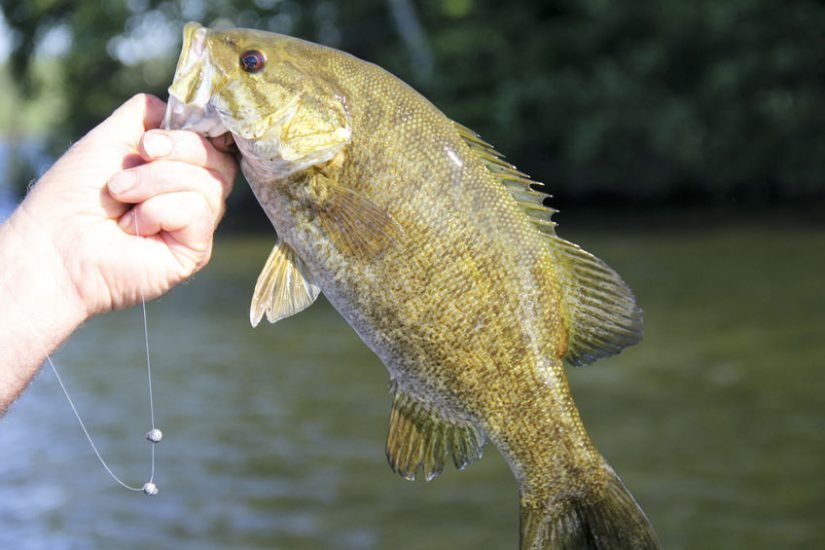 smallmouth-bass-fishing-lake-catch-e1571085632358.jpg