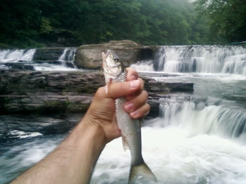 Smalltrout_088de11aca86188aaccaadb9d764d1a6f05b6564.jpg