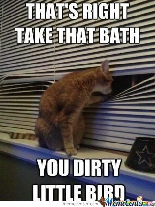 smelly-cat_o_511630.jpg